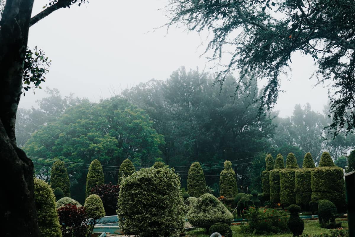 A fog machine tucked beside a hedge with fog spreading across a lawn