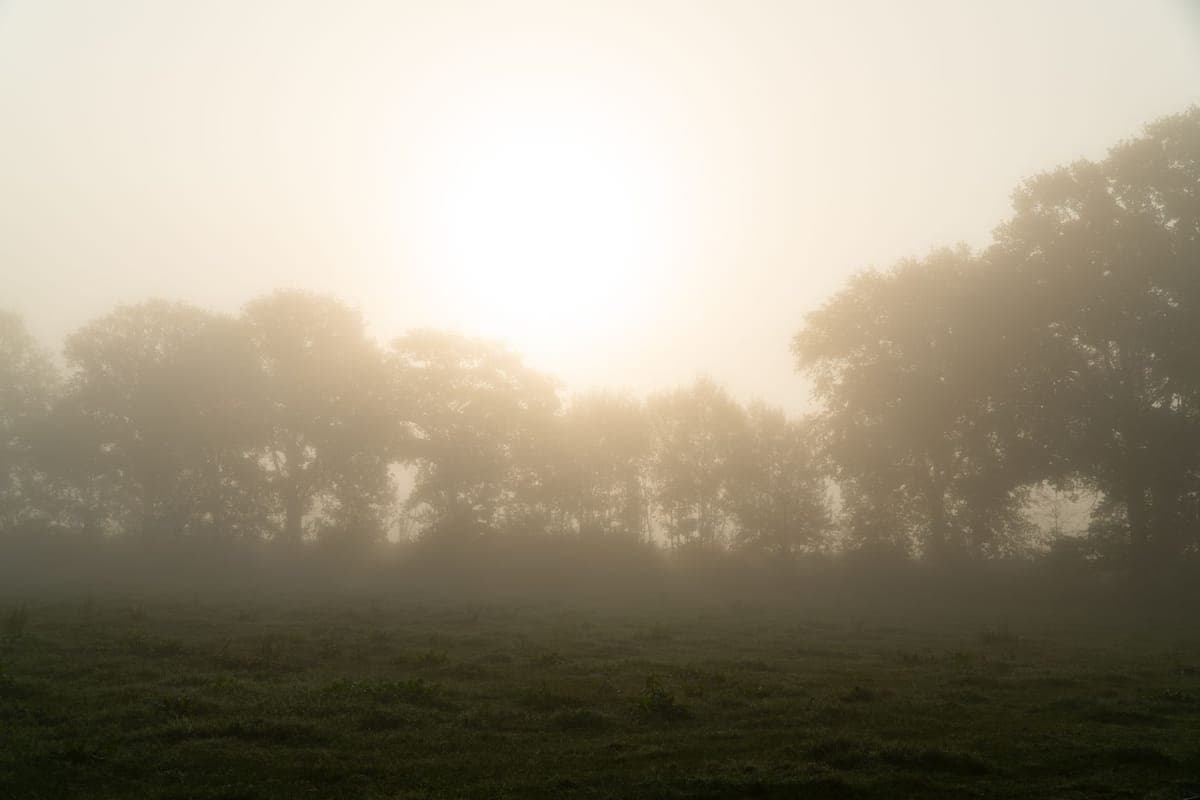 A thick band of fog creeping low across dark grass